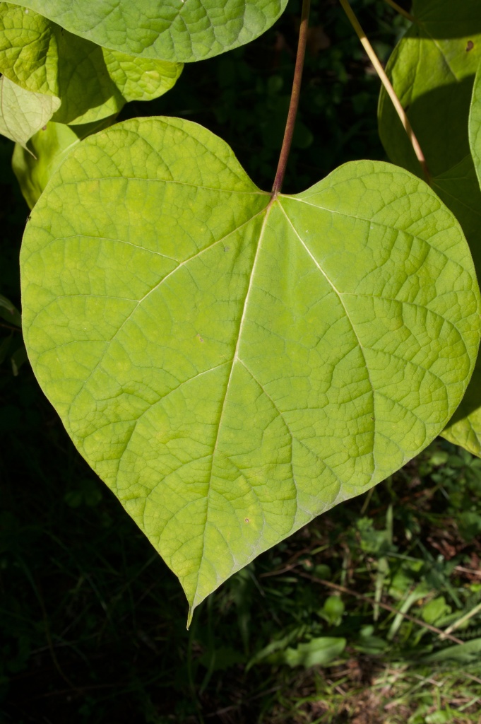 Leaf (1)